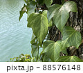 蔦に覆われた木 88576148
