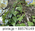 蔦に覆われた木 88576149