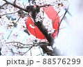 桜とぼんぼり 88576299