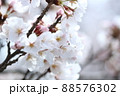 桜 88576302
