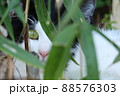 ササから覗くネコの右目 88576303