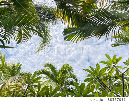 Tropical background. Bright green palm leaves against a background of blue sky and clouds. Banner. Summer and vacation concept. Coconut palm leaves perspective view , tropical palm leaves background Tropical background. Bright green palm leaves against a background of blue sky and clouds. Banner. Summer and vacation concept. Coconut palm leaves perspective view , tropical palm leaves background 88577051