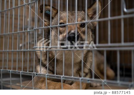 Young homeless dog in an animal shelter. Portrait of homeless dog Young homeless dog in an animal shelter. Portrait of homeless dog 88577145