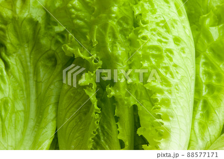 Light green salad leaves, close-up. Raw green leaf vegetables. Background from bright leaves of salad for poster, calendar, post, screensaver, wallpaper, postcard, card, banner, cover, website. High 88577171