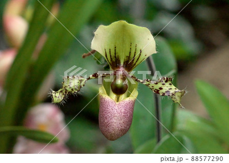 パフィオペディルム パフィオ パフィオペディルム パフィオ 88577290