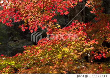 深まる秋の紅葉 モミジ 深まる秋の紅葉 モミジ 88577311