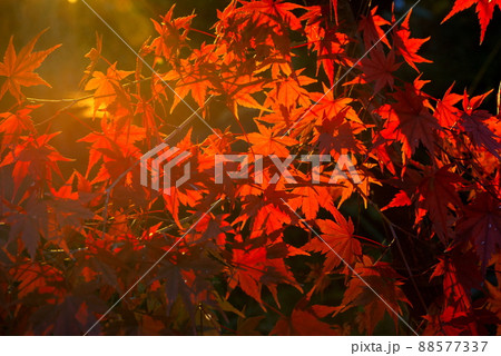 深まる秋の紅葉 モミジ 深まる秋の紅葉 モミジ 88577337