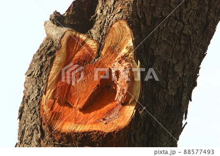 old stump in a city park in northern Israel old stump in a city park in northern Israel 88577493