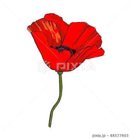 Hand drawn wild red poppy flower isolated on white background. Hand drawn wild red poppy flower isolated on white background. 88577603
