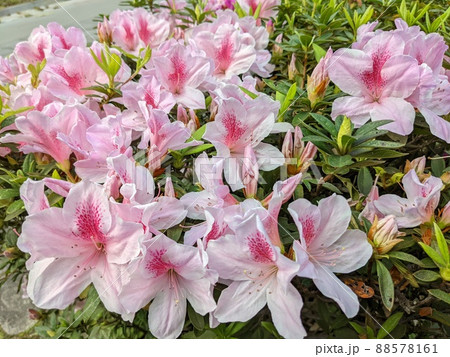 花 フラワー お花 88578161