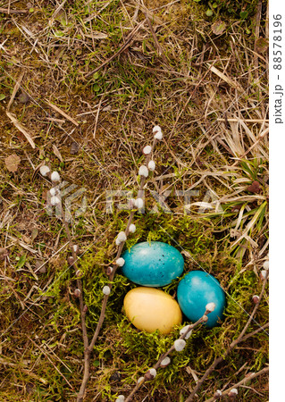 Eggs in a nest with willow Eggs in a nest with willow 88578196