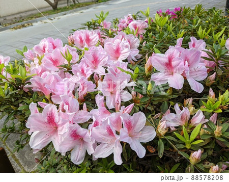 花 フラワー お花 88578208