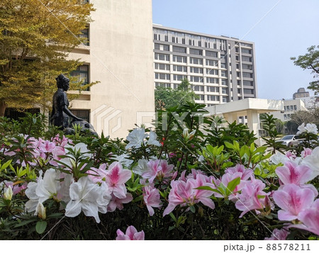 花 フラワー お花 88578211