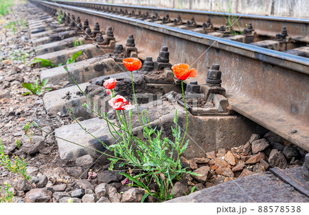 Red poppy flowers growing next the railroad 88578538