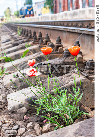 Red poppy flowers growing next the railroad 88578539
