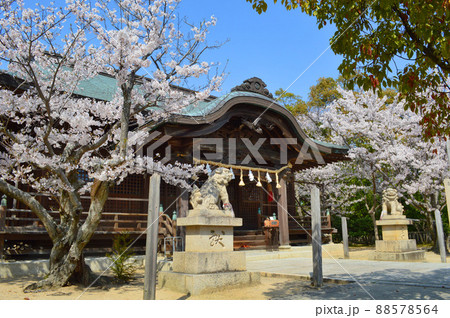 桜の季節に海に面する赤穂市の伊和都比売神社に参拝 桜の季節に海に面する赤穂市の伊和都比売神社に参拝 88578564