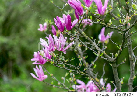 Blooming magnolia liliiflora. Blooming magnolia liliiflora. 88579307