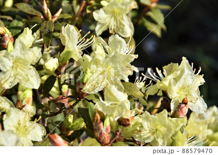 ヒカゲツツジの花 ヒカゲツツジの花 88579470