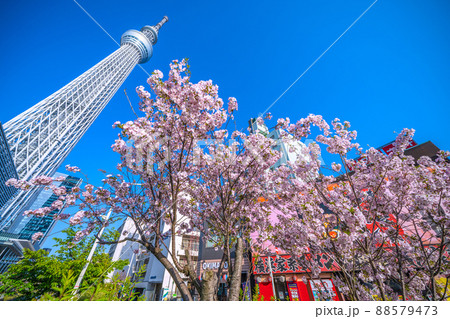 日本の東京都市景観 青空に映える東京スカイツリーと御殿場桜などを望む 日本の東京都市景観 青空に映える東京スカイツリーと御殿場桜などを望む 88579473