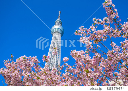 日本の東京都市景観 青空に映える東京スカイツリーと御殿場桜などを望む 88579474