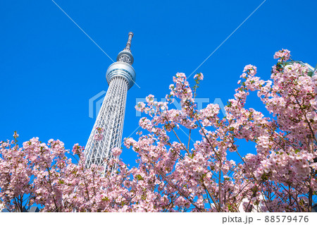 日本の東京都市景観 青空に映える東京スカイツリーと御殿場桜などを望む 88579476