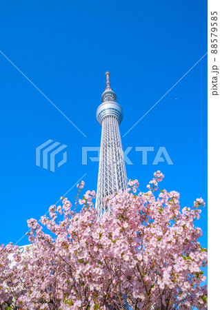 日本の東京都市景観 青空に映える東京スカイツリーと御殿場桜などを望む 88579585