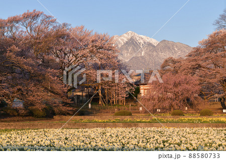 北杜市武川町、実相寺の桜と甲斐駒 88580733