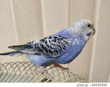 紺色　インコ様 青セキセイインコ｜WooBia公式オンラインショップ – WooBia