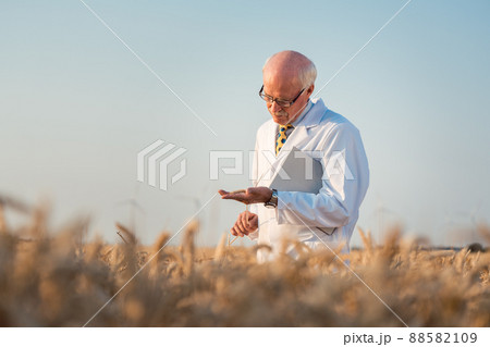 Researcher doing field test on new kinds of grain and wheat Researcher doing field test on new kinds of grain and wheat 88582109