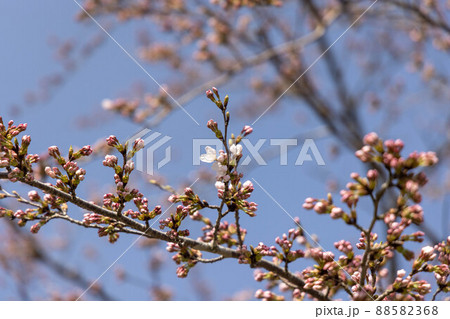 とても美しい日本の桜 88582368