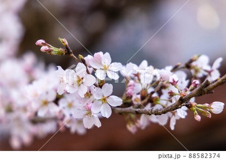とても美しい日本の桜 88582374