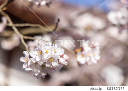 とても美しい日本の桜 88582375