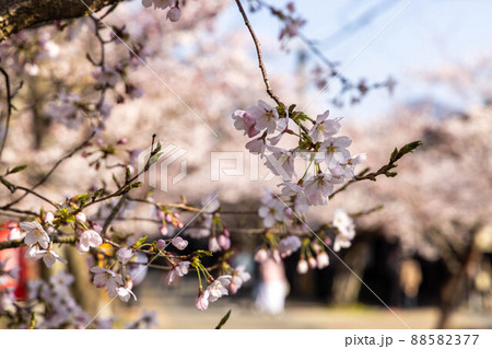 とても美しい日本の桜 88582377