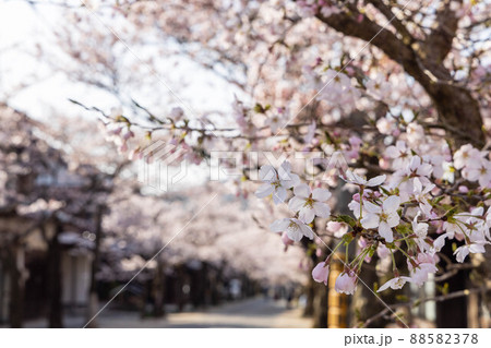 とても美しい日本の桜 88582378