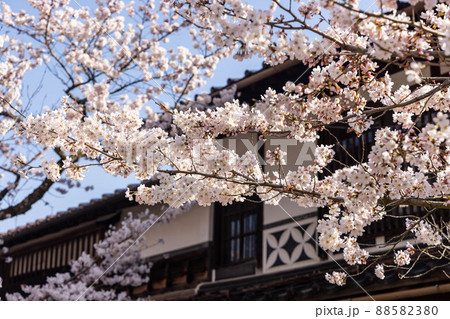 とても美しい日本の桜 88582380