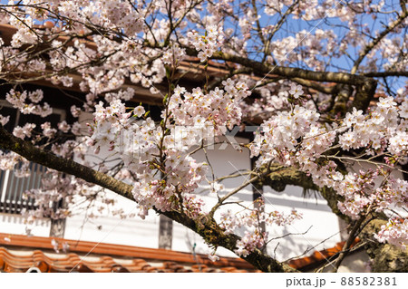 とても美しい日本の桜 88582381