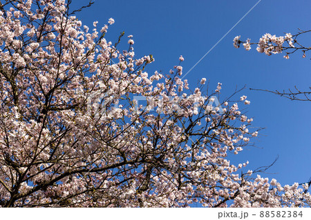 とても美しい日本の桜 88582384