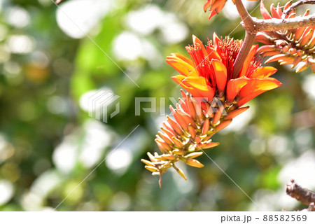 沖縄 那覇波の上海岸近くの公園に咲いたデイゴの花(沖縄県花) 沖縄 那覇波の上海岸近くの公園に咲いたデイゴの花(沖縄県花) 88582569