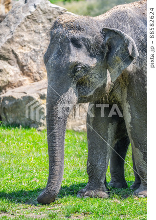 Indian elephant in the zoo 88582624