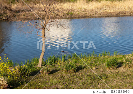 日本の岡山県の笹ケ瀬川にいたヌートリア 88582646