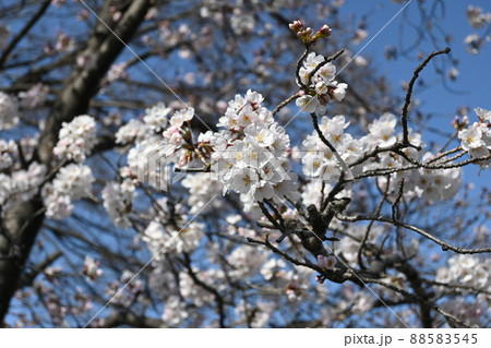 【桜風景】桜の花びら 88583545
