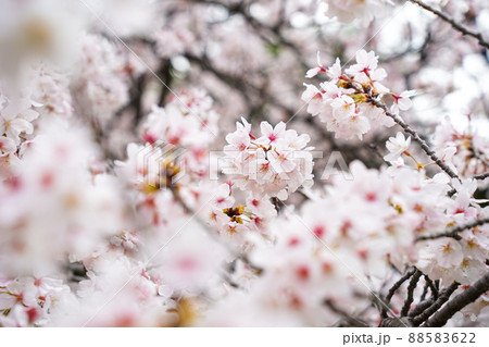 浜離宮にて咲く満開の桜 88583622
