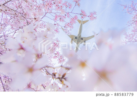桜×飛行機 88583779