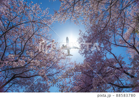 桜×飛行機 桜×飛行機 88583780