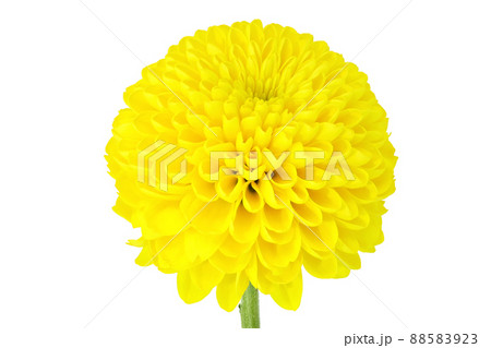 【ピンポンマム (菊)】 (深度合成) 88583923