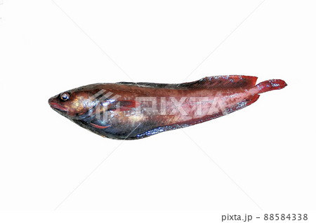 エゾイソアイナメという異名を持つチゴダラ 88584338