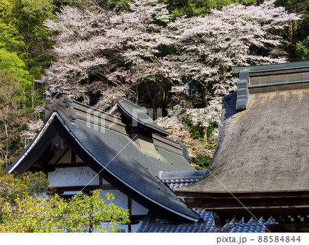 女人高野室生寺の桜 88584844