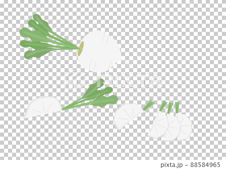 蕪菁 蕪菁 88584965
