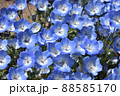 ネモフィラ 88585170