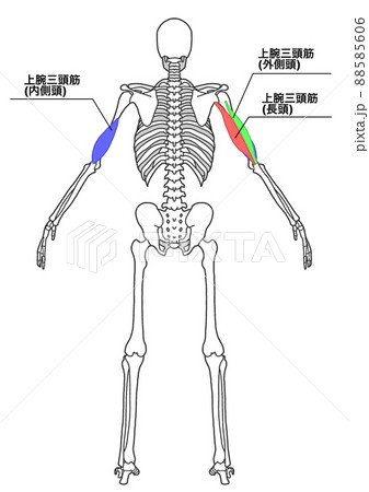 人間の全身骨格と上腕三頭筋（色分け、各部位の日本語名称） 88585606